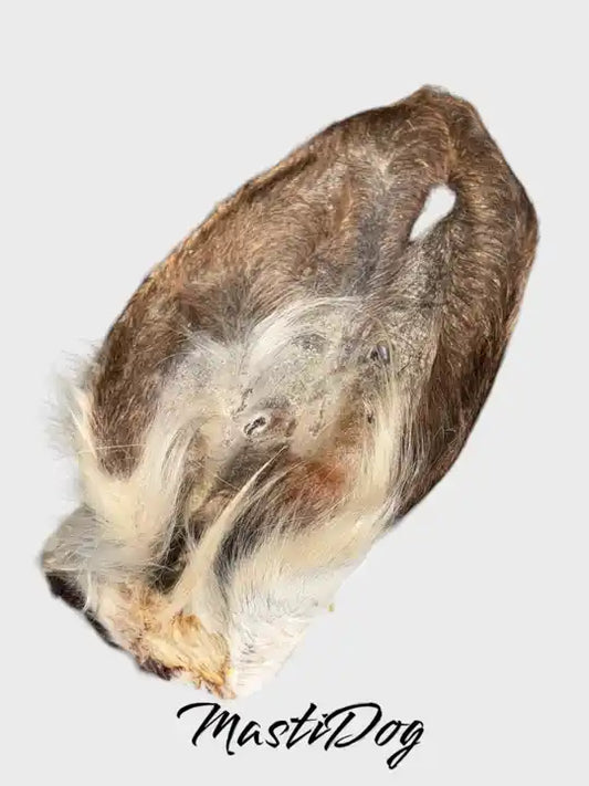 Oreille de Bœuf avec Poils