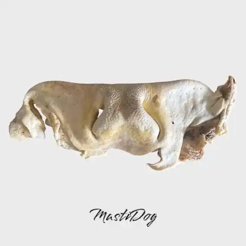 Museau de bœuf soufflé