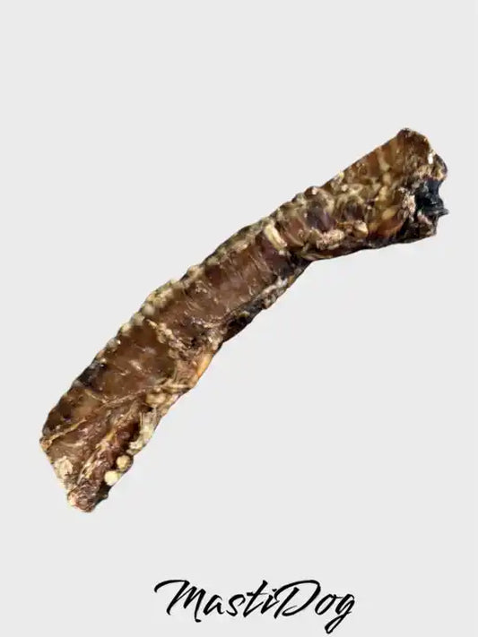 Trachée de Bœuf 25-30 cm